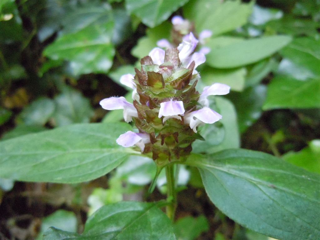 Prunella vulgaris